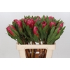 Protea Brenda