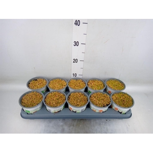 Hordeum sp.   ...kattegras zaai