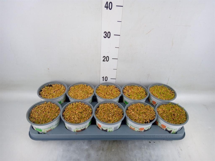 <h4>Hordeum sp.   ...kattegras zaai</h4>