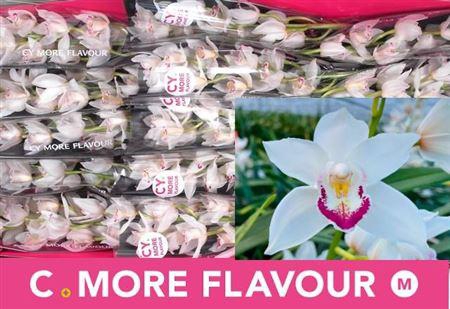 <h4>Cymb Mi Lucky Sue</h4>