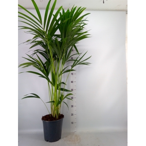 Howea forsteriana
