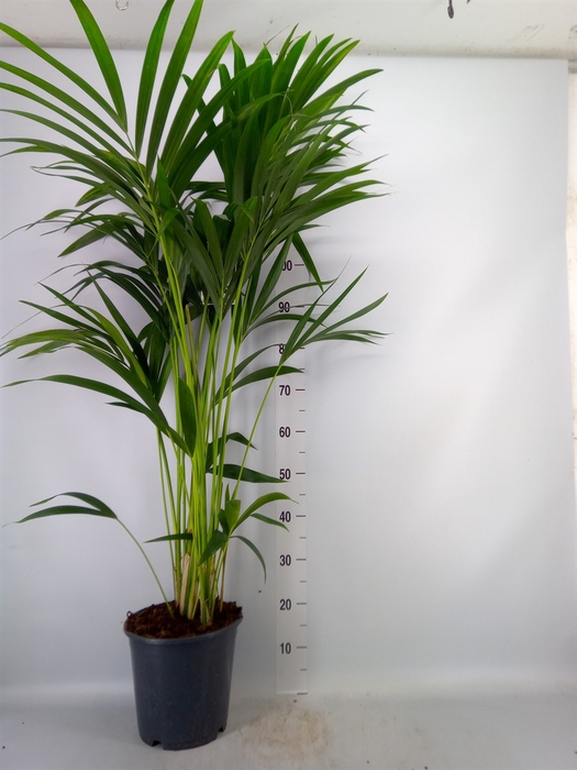 <h4>Howea forsteriana</h4>
