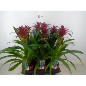 Guzmania  'Nextara'