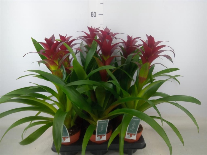 <h4>Guzmania  'Nextara'</h4>