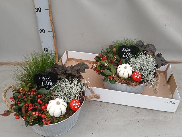 <h4>ARR TUINPLANTEN</h4>
