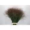 Panicum Warrior