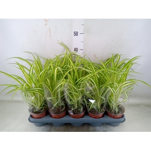 Chlorophytum com. 'Variegatum'