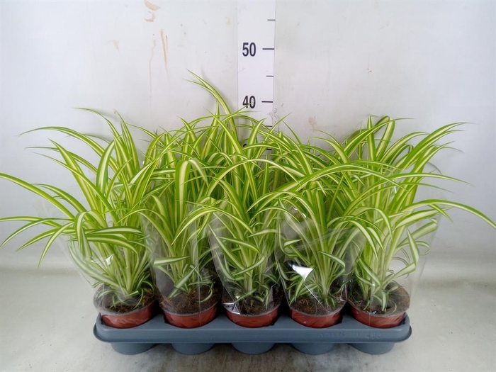 <h4>Chlorophytum com. 'Variegatum'</h4>