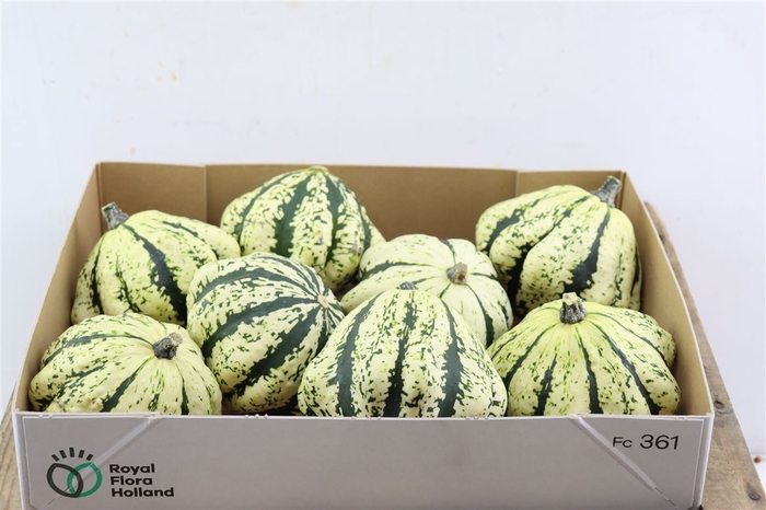 <h4>Sier Cuc P Wit Groen New</h4>