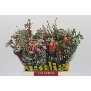 BQ Banksia Coccinea SFB
