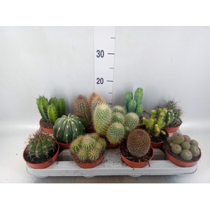Cactus   ...mix