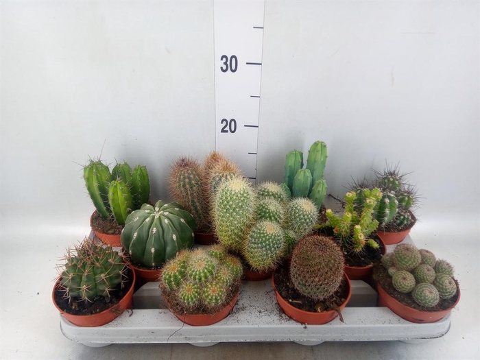 <h4>Cactus   ...mix</h4>