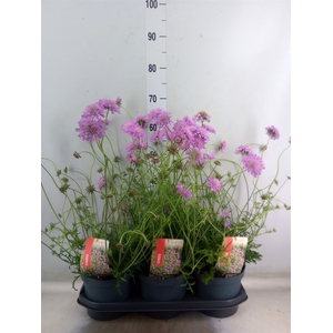 Scabiosa columb. 'Pink Mist'