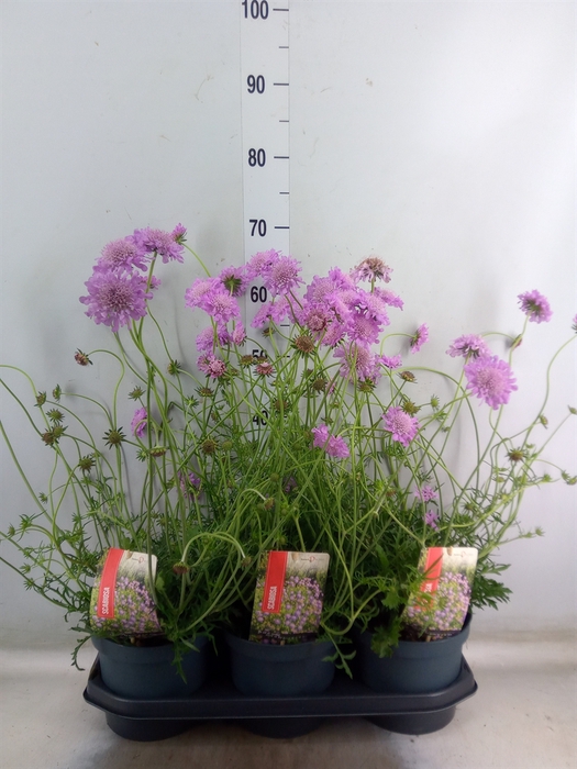 <h4>Scabiosa columb. 'Pink Mist'</h4>