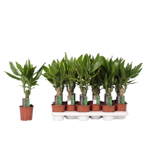 Dracaena mix Golden Coast and Steudneri Green, 11 cm pot