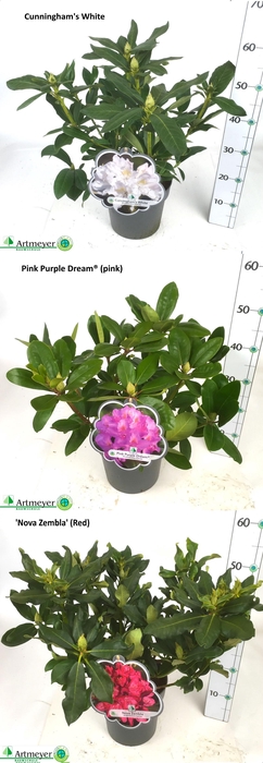 <h4>RHOD CAT OV</h4>