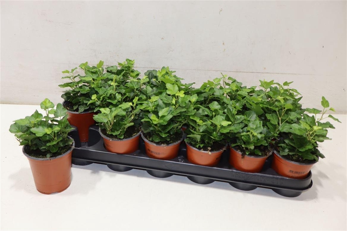 <h4>Hed He Wonder</h4>