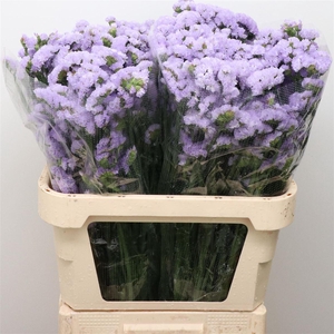 Limonium St Lavendel Birds X50