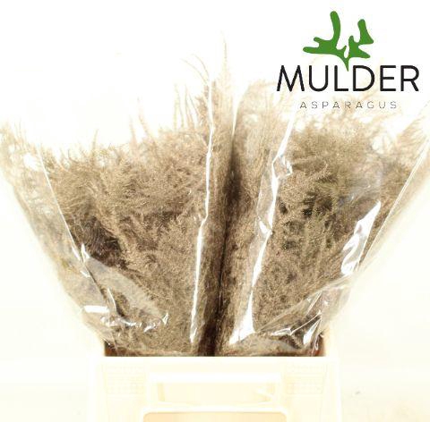 <h4>ASP OV KLB H%</h4>