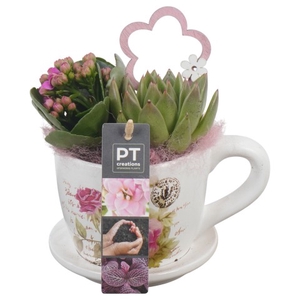 PTIB6340 Arrangementen kamerplanten