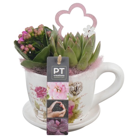 <h4>PTIB6340 Arrangementen kamerplanten</h4>