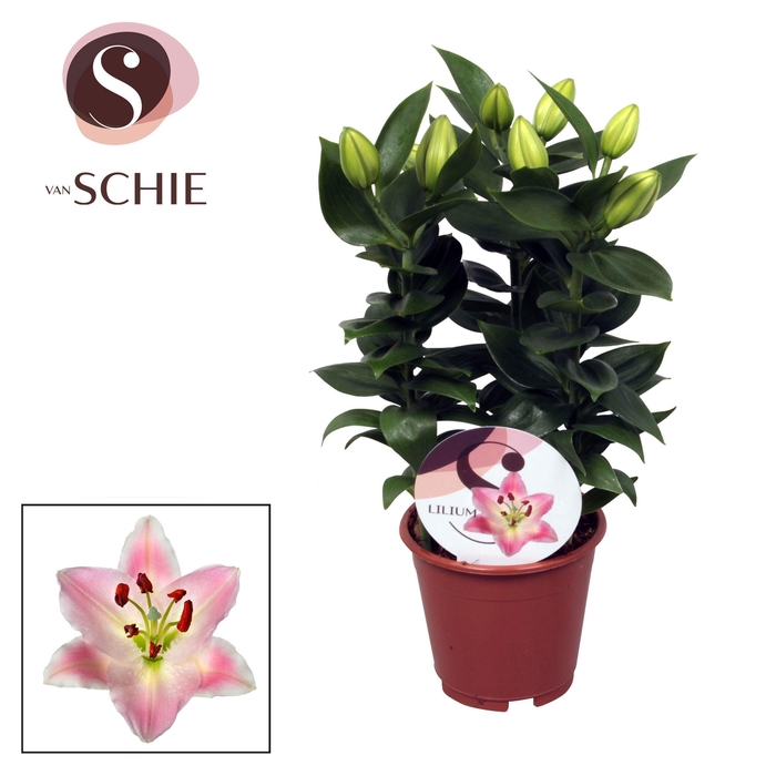 Lilium Souvenir 13cm