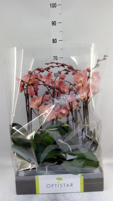 <h4>Phalaenopsis   ...orange</h4>