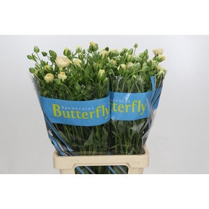 Ranunculus Butterfly Keramos