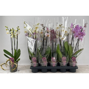 PHAL GEM