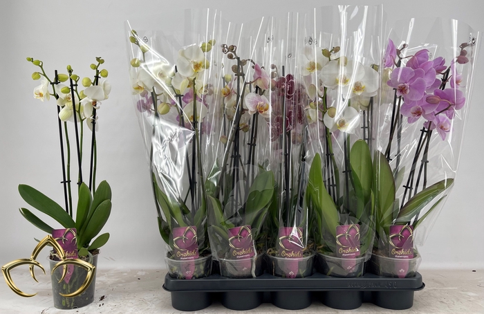 <h4>PHAL GEM</h4>