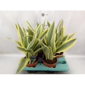 Sansevieria trifa.   ...