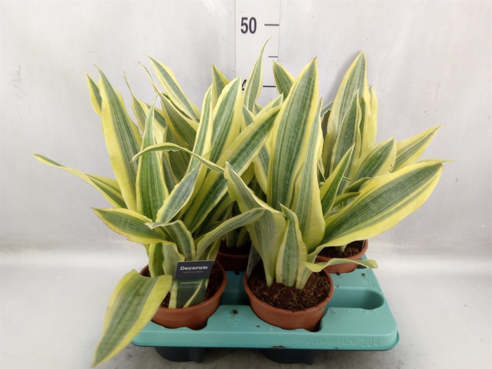 Sansevieria trifa.   ...