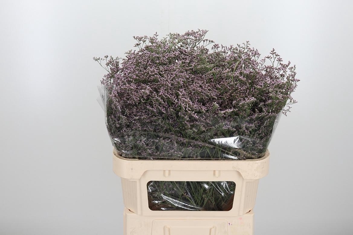 <h4>Lim Saf Oshi Pink 80 40</h4>