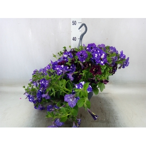 Petunia  'Surfinia'   ...