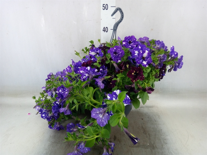 <h4>Petunia  'Surfinia'   ...</h4>