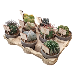 Cactus Gemengd Keramiek Terracotta Feel Green