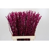 Salix Caprea Snow Flake P. Cerise
