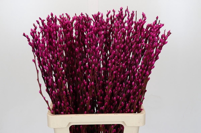 Salix Caprea Snow Flake P. Cerise