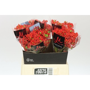 Jatropha Firecracker