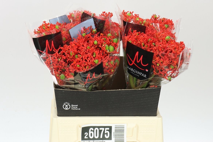 <h4>Jatropha Firecracker</h4>