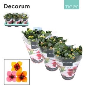 Kalanchoe Decorum Tiger - Mix Single