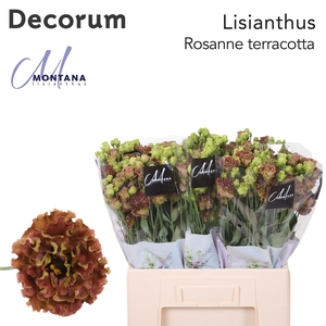 Lisianthus Rosanne terracotta 60cm