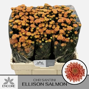 CHR S ELLISON SALMON