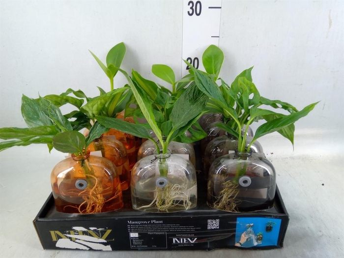 <h4>Planten  ..mix</h4>