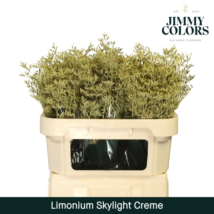 Limonium Skylight L70 Klbh. Creme