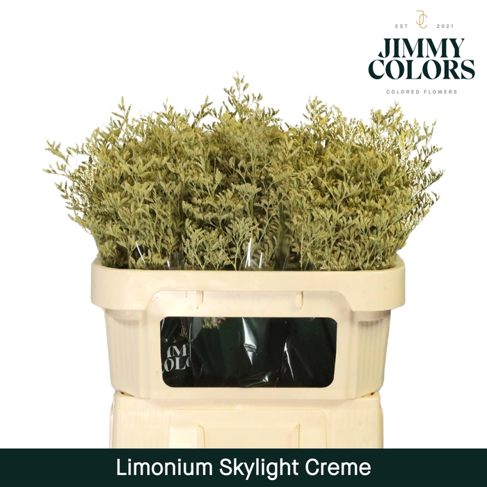 <h4>Limonium Skylight L70 Creme</h4>