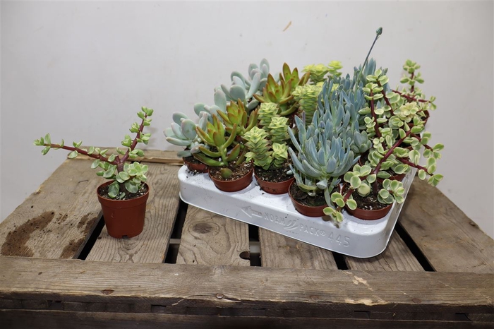 <h4>Succ Gem 5 Srt</h4>