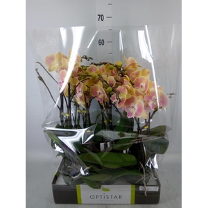 Phalaenopsis   ...orange