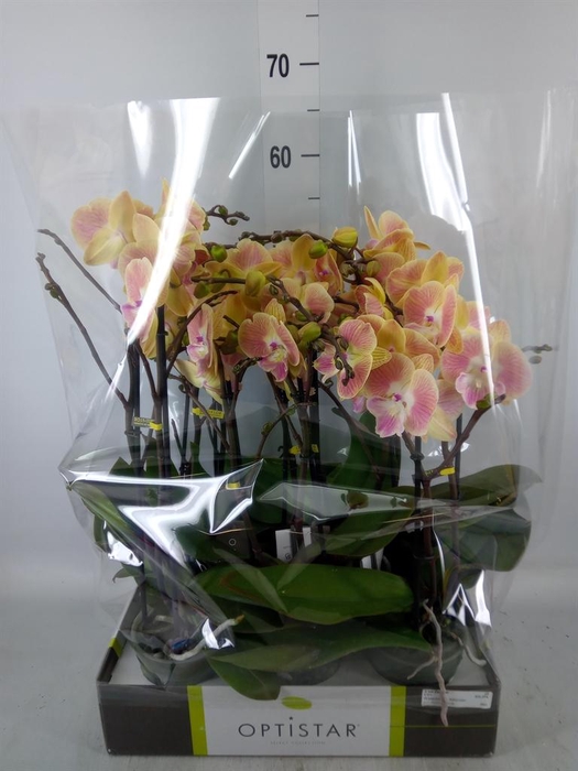 <h4>Phalaenopsis   ...orange</h4>