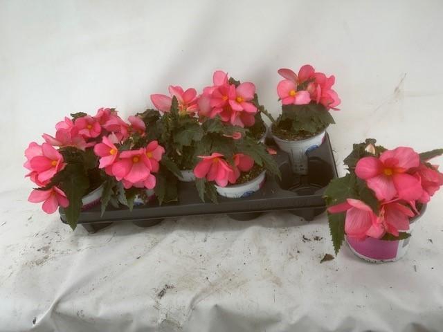 <h4>begonia florencio Cerise</h4>